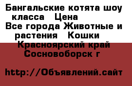 Бангальские котята шоу класса › Цена ­ 25 000 - Все города Животные и растения » Кошки   . Красноярский край,Сосновоборск г.